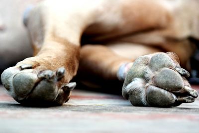 Cropped image of dog paw on floor