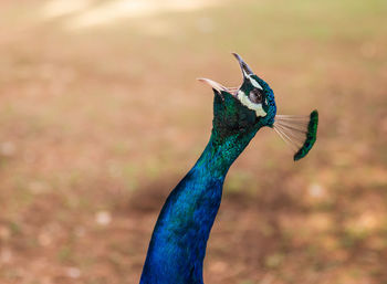 Close-up of a peacock