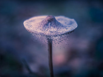 Close-up of wilted flower on plant