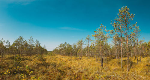 Plants growing on land against sky