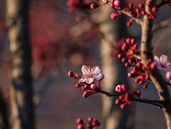 Close-up of pink flowers on branch