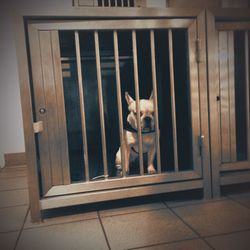 Dog looking through window