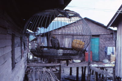 Bird perching in cage hanging outside house