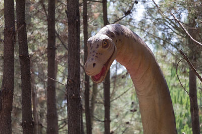 View of a reptile in the forest