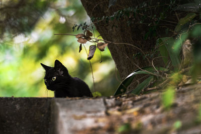 Close-up of cat