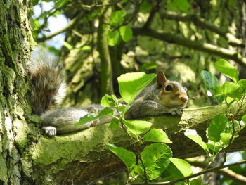 Squirrel on a tree