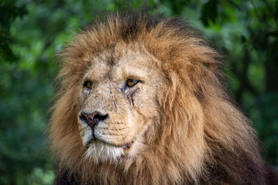 Close-up portrait of a lion