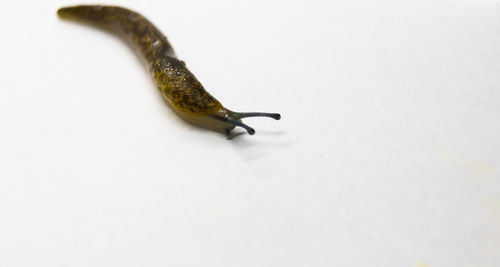 Close-up of snail on white background