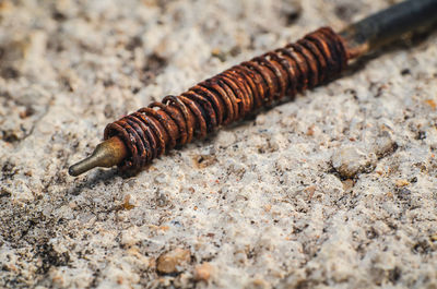 Inside the old pen with rust on the spring and placed on the cement floor.