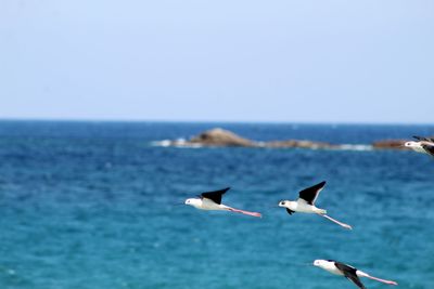 Seagulls on sea shore against clear sky