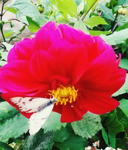 Close-up of red flower blooming outdoors