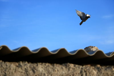 Low angle view of seagull flying