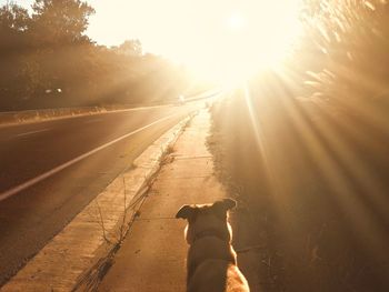 People with dog on road against bright sun