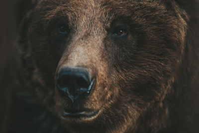 Close-up portrait of dog
