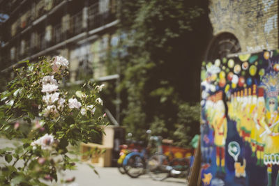 Flower plants in front of building