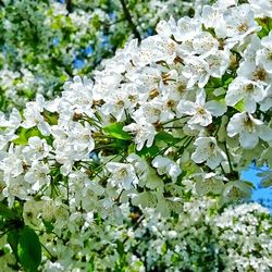 Close-up of white flowers