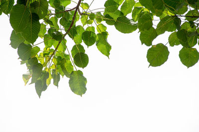 Close-up of plant against clear sky