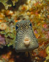 Close-up of fish swimming in sea