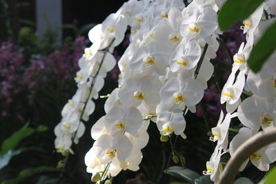 Close-up of white flowering plant