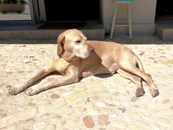 High angle view of dog resting on floor