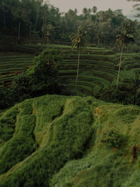 Scenic view of agricultural field