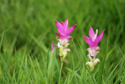 Close-up of pink flowers blooming on field