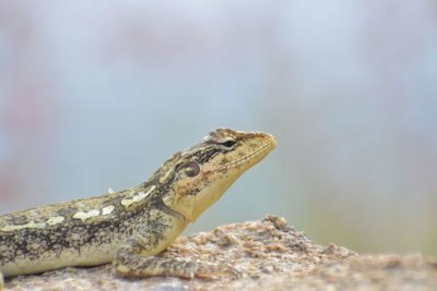 Close-up of lizard