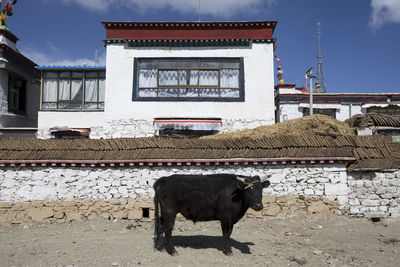 Cow standing in front of building