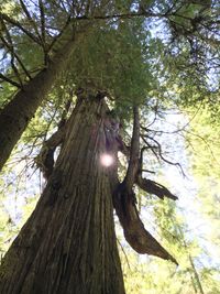 Low angle view of trees