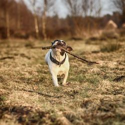 Dog with stick on field