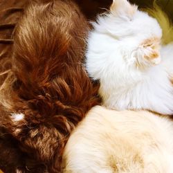 Close-up of a dog sleeping