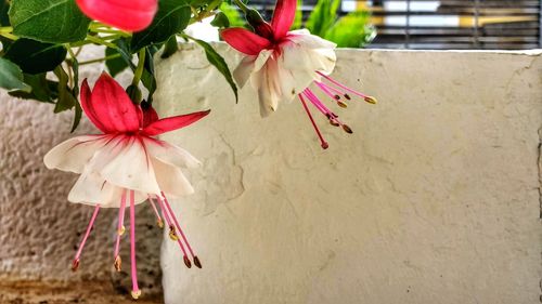 Close-up of red flowers