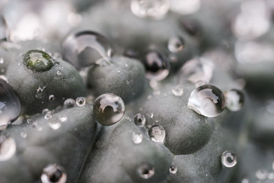 Close-up of water drops on plant