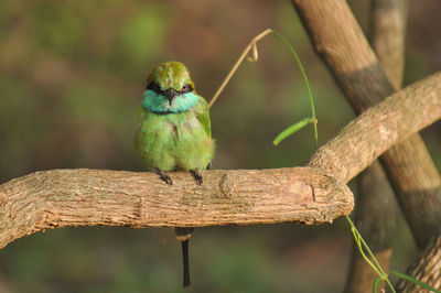 Close-up of bird perching on branch