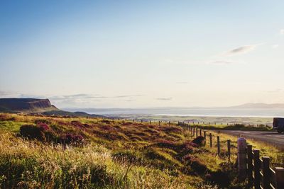 Scenic view of field against sky