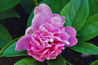 Close-up of pink flower blooming outdoors