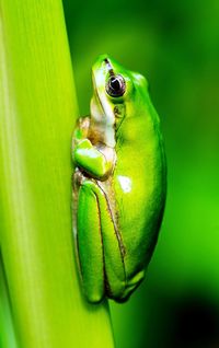 Close-up of frog on leaf