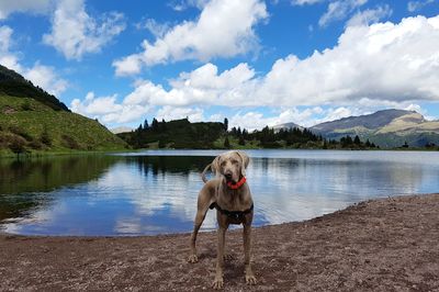 Dog standing by lake