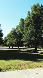 Trees in park