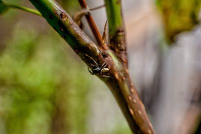 Close-up of insect on plant