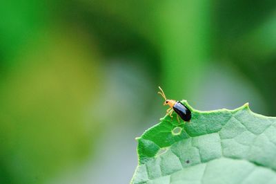 Close-up of insect on leaf