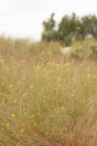 Close-up of grass growing in field