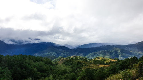 Scenic view of forest against sky