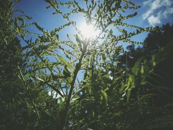 Low angle view of plants on sunny day