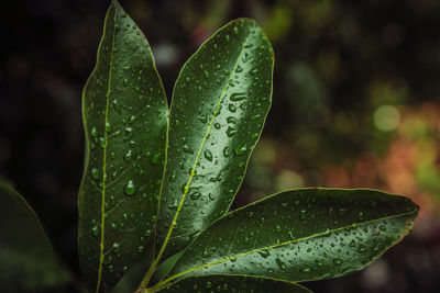 Close-up of wet plant