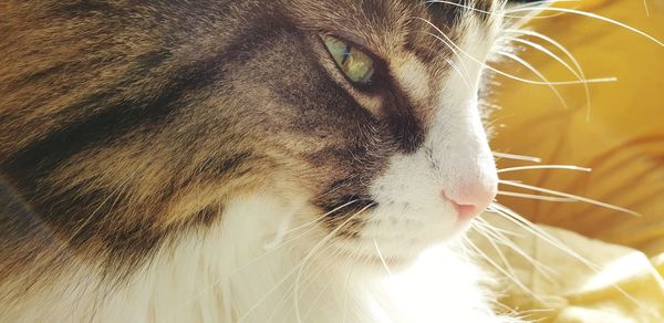 Close-up of cat looking away