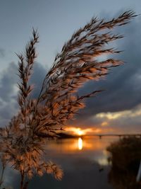 Close-up of plants against sea during sunset