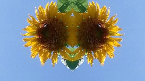 Close-up of sunflower against clear sky