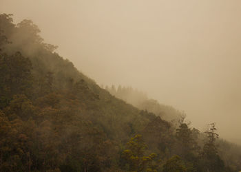 Trees on mountain against sky