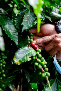 Close-up of hand holding berries